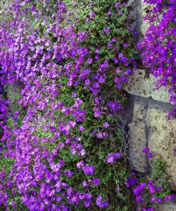 500 Purple Rockcress Seeds - Aubrieta Deltoidea Flower Seeds for Gardens - Image 8