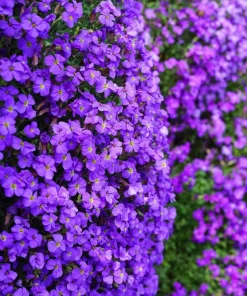 500 Purple Rockcress Seeds - Aubrieta Deltoidea Flower Seeds for Gardens - Image 9