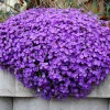 500 Purple Rockcress Seeds - Aubrieta Deltoidea Flower Seeds for Gardens - Image 1