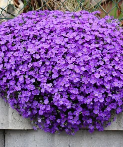 500 Purple Rockcress Seeds - Aubrieta Deltoidea Flower Seeds for Gardens - Image 1