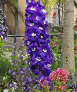 500 Purple Rocket Larkspur Delphinium Ajacis Consolida Flower Seeds - Image 2