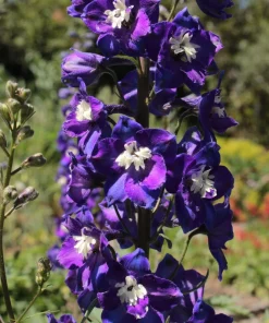 500 Purple Rocket Larkspur Delphinium Ajacis Consolida Flower Seeds - Image 3