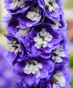 500 Purple Rocket Larkspur Delphinium Ajacis Consolida Flower Seeds - Image 4