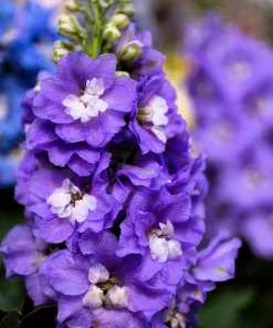 500 Purple Rocket Larkspur Delphinium Ajacis Consolida Flower Seeds - Image 5