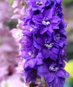 500 Purple Rocket Larkspur Delphinium Ajacis Consolida Flower Seeds - Image 6