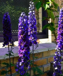 500 Purple Rocket Larkspur Delphinium Ajacis Consolida Flower Seeds - Image 8