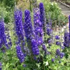 500 Purple Rocket Larkspur Delphinium Ajacis Consolida Flower Seeds - Image 1