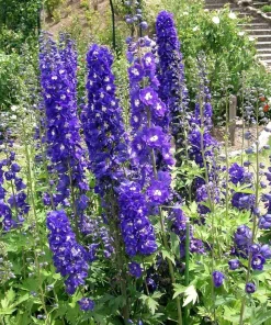 500 Purple Rocket Larkspur Delphinium Ajacis Consolida Flower Seeds - Image 1