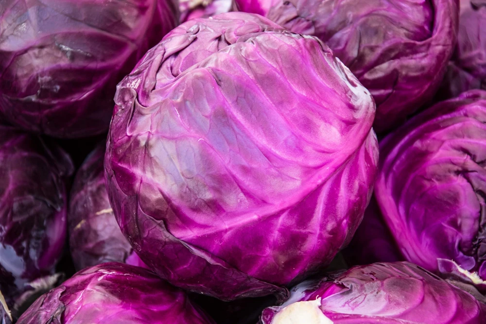 500 Red Acre Cabbage Seeds - Brassica Oleracea Capitata Vegetable Seeds - Image 2