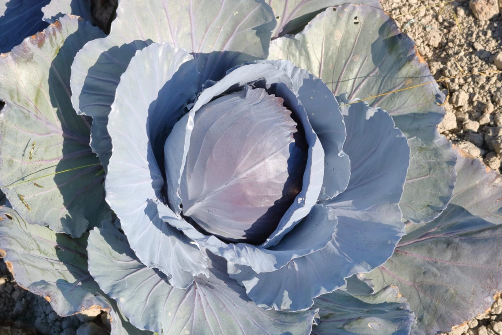 500 Red Acre Cabbage Seeds - Brassica Oleracea Capitata Vegetable Seeds - Image 4