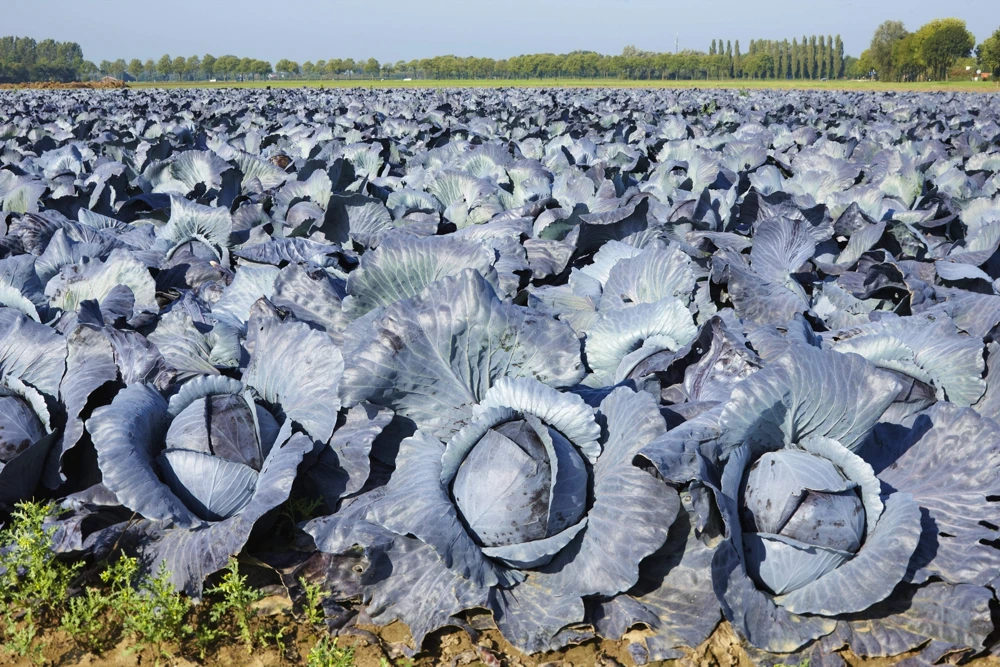 500 Red Acre Cabbage Seeds - Brassica Oleracea Capitata Vegetable Seeds - Image 5