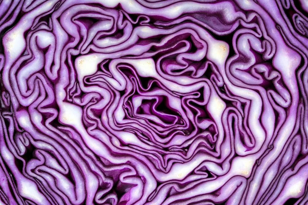 500 Red Acre Cabbage Seeds - Brassica Oleracea Capitata Vegetable Seeds - Image 7