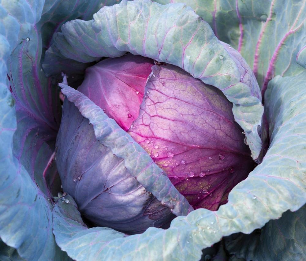 500 Red Acre Cabbage Seeds - Brassica Oleracea Capitata Vegetable Seeds - Image 1
