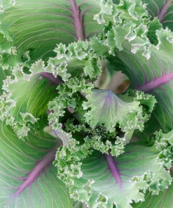 500 Red Russian Kale Seeds - Brassica Oleracea Vegetable Seeds - Image 2