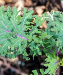 500 Red Russian Kale Seeds - Brassica Oleracea Vegetable Seeds - Image 3