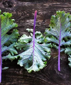 500 Red Russian Kale Seeds - Brassica Oleracea Vegetable Seeds - Image 7