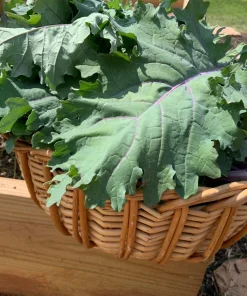 500 Red Russian Kale Seeds - Brassica Oleracea Vegetable Seeds - Image 8