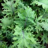 500 Red Russian Kale Seeds - Brassica Oleracea Vegetable Seeds - Image 1
