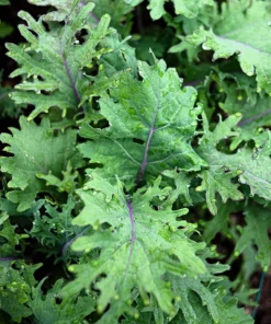500 Red Russian Kale Seeds - Brassica Oleracea Vegetable Seeds - Image 1