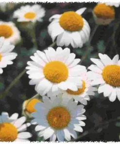 500 Roman Chamomile Seeds - Chamaemelum Nobile Herb Flower Seeds for Tea & Groundcover - Image 2
