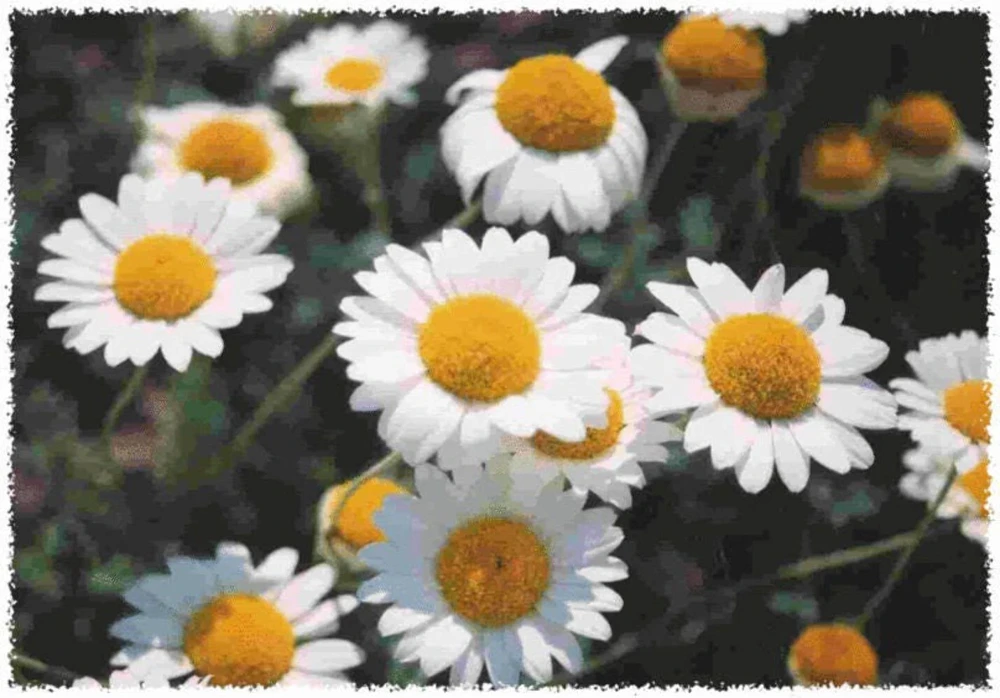 500 Roman Chamomile Seeds - Chamaemelum Nobile Herb Flower Seeds for Tea & Groundcover - Image 2