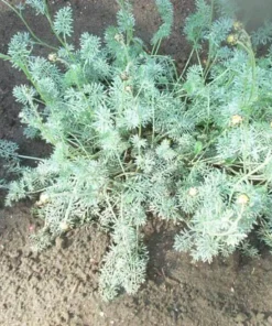 500 Roman Chamomile Seeds - Chamaemelum Nobile Herb Flower Seeds for Tea & Groundcover - Image 3