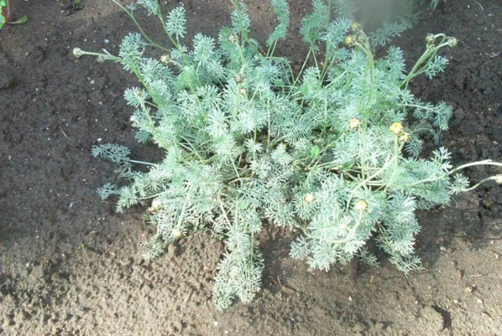 500 Roman Chamomile Seeds - Chamaemelum Nobile Herb Flower Seeds for Tea & Groundcover - Image 3
