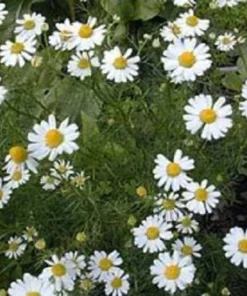500 Roman Chamomile Seeds - Chamaemelum Nobile Herb Flower Seeds for Tea & Groundcover - Image 4