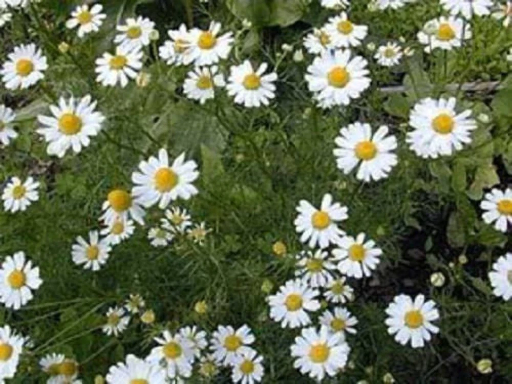 500 Roman Chamomile Seeds - Chamaemelum Nobile Herb Flower Seeds for Tea & Groundcover - Image 4