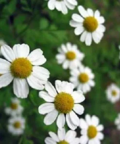 500 Roman Chamomile Seeds - Chamaemelum Nobile Herb Flower Seeds for Tea & Groundcover - Image 5