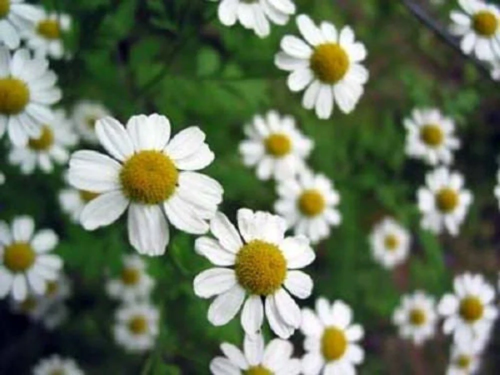500 Roman Chamomile Seeds - Chamaemelum Nobile Herb Flower Seeds for Tea & Groundcover - Image 5