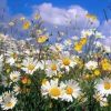 500 Roman Chamomile Seeds - Chamaemelum Nobile Herb Flower Seeds for Tea & Groundcover - Image 1