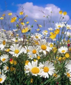 500 Roman Chamomile Seeds - Chamaemelum Nobile Herb Flower Seeds for Tea & Groundcover - Image 1