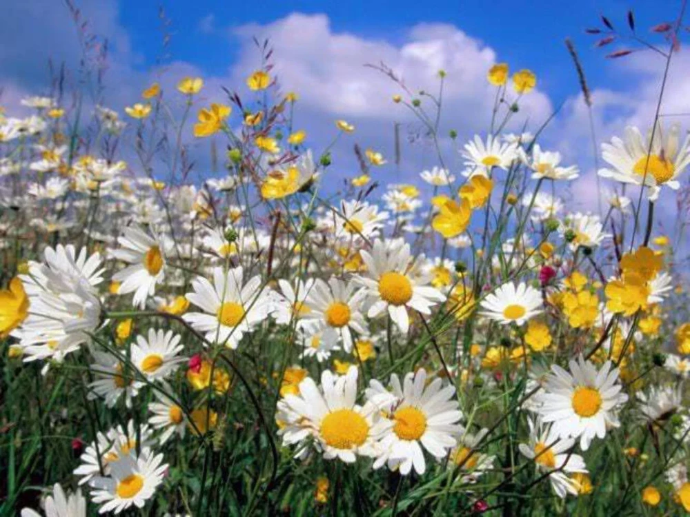 500 Roman Chamomile Seeds - Chamaemelum Nobile Herb Flower Seeds for Tea & Groundcover - Image 1