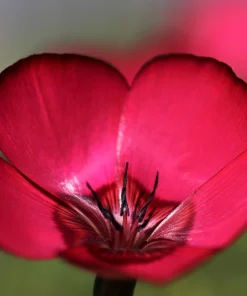 500 Scarlet Flax Flower Seeds - Red Linum Grandiflorum Rubrum - Image 10