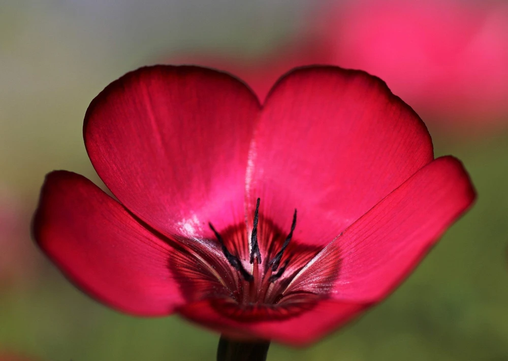 500 Scarlet Flax Flower Seeds - Red Linum Grandiflorum Rubrum - Image 10