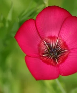 500 Scarlet Flax Flower Seeds - Red Linum Grandiflorum Rubrum - Image 11