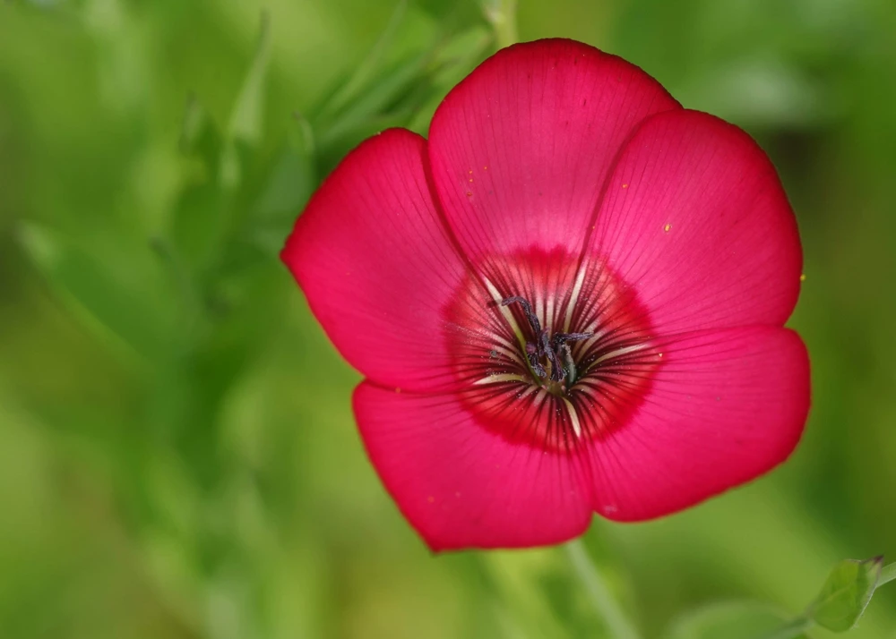 500 Scarlet Flax Flower Seeds - Red Linum Grandiflorum Rubrum - Image 11