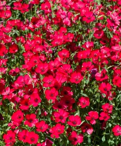 500 Scarlet Flax Flower Seeds - Red Linum Grandiflorum Rubrum - Image 2
