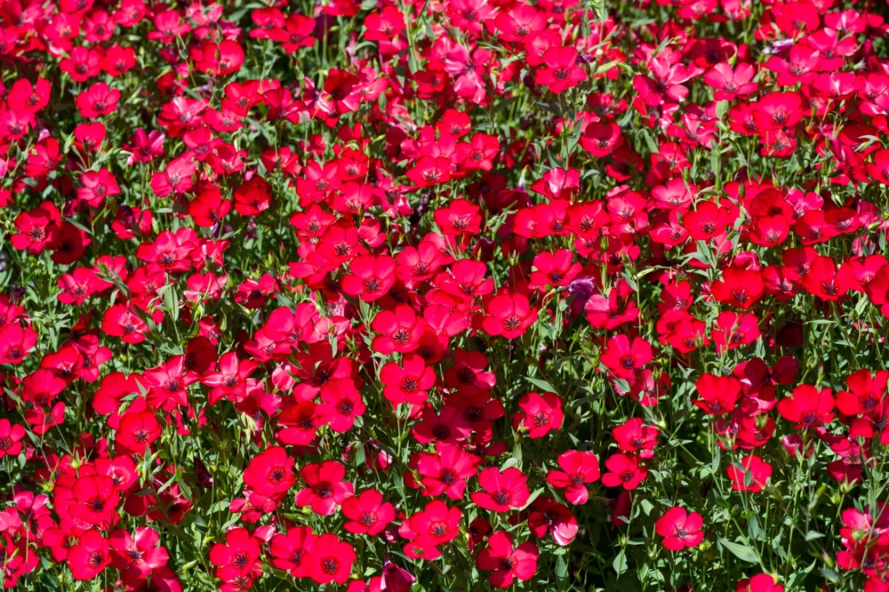 500 Scarlet Flax Flower Seeds - Red Linum Grandiflorum Rubrum - Image 2