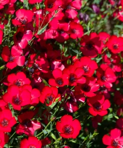 500 Scarlet Flax Flower Seeds - Red Linum Grandiflorum Rubrum - Image 3