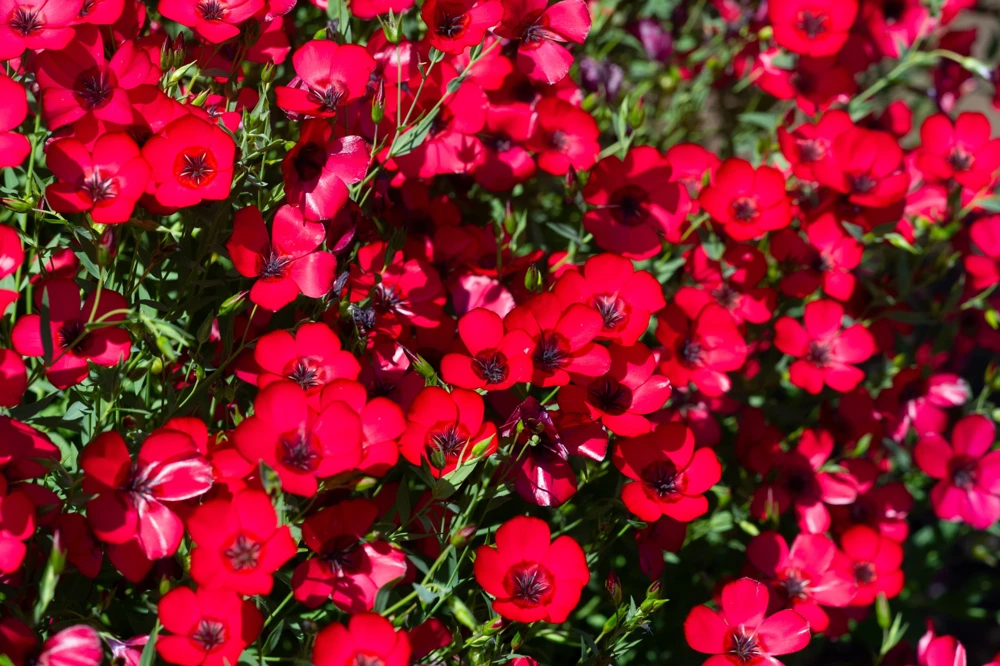 500 Scarlet Flax Flower Seeds - Red Linum Grandiflorum Rubrum - Image 3