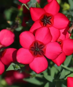 500 Scarlet Flax Flower Seeds - Red Linum Grandiflorum Rubrum - Image 4