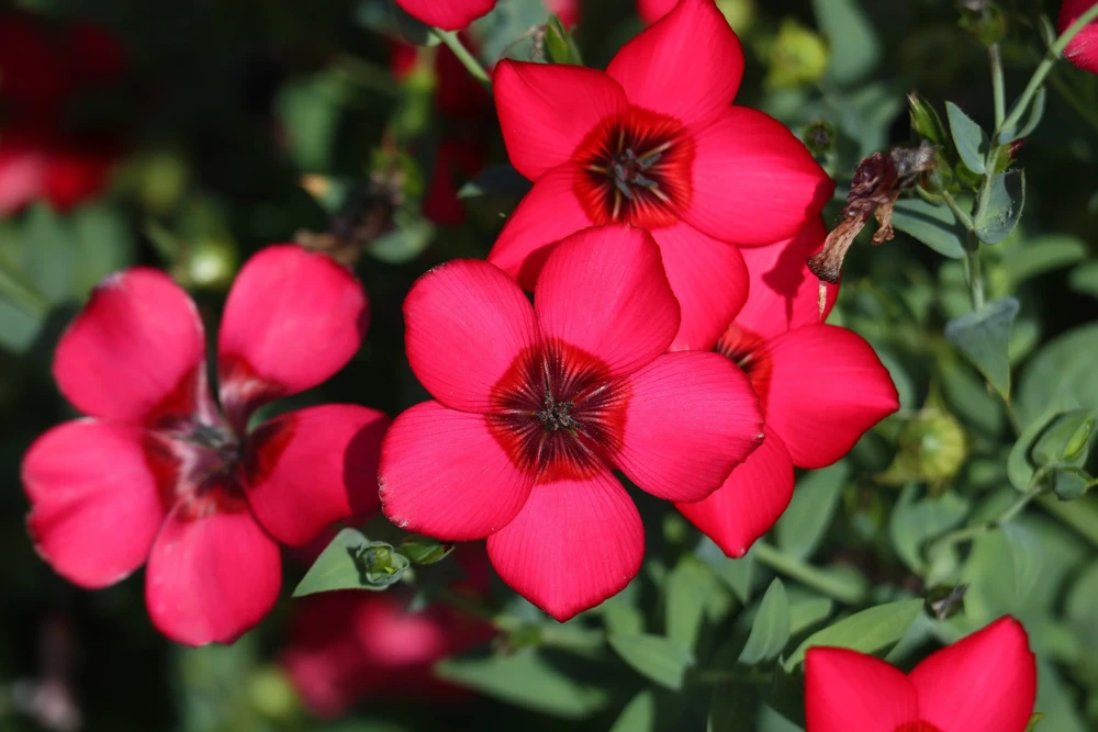 500 Scarlet Flax Flower Seeds - Red Linum Grandiflorum Rubrum - Image 4
