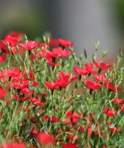 500 Scarlet Flax Flower Seeds - Red Linum Grandiflorum Rubrum - Image 5