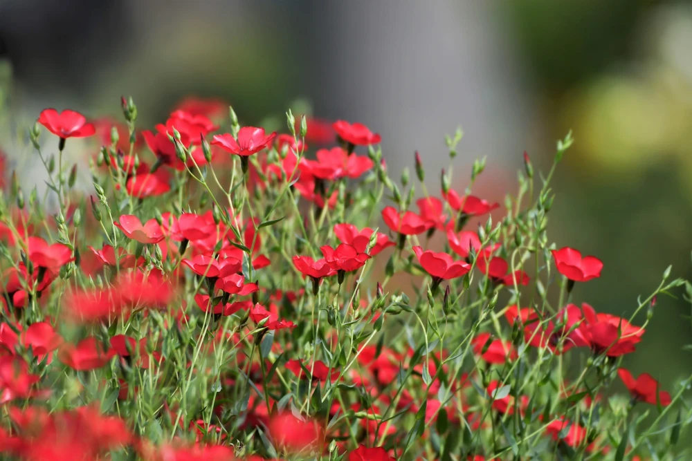 500 Scarlet Flax Flower Seeds - Red Linum Grandiflorum Rubrum - Image 5