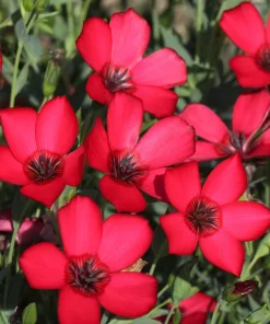 500 Scarlet Flax Flower Seeds - Red Linum Grandiflorum Rubrum - Image 6
