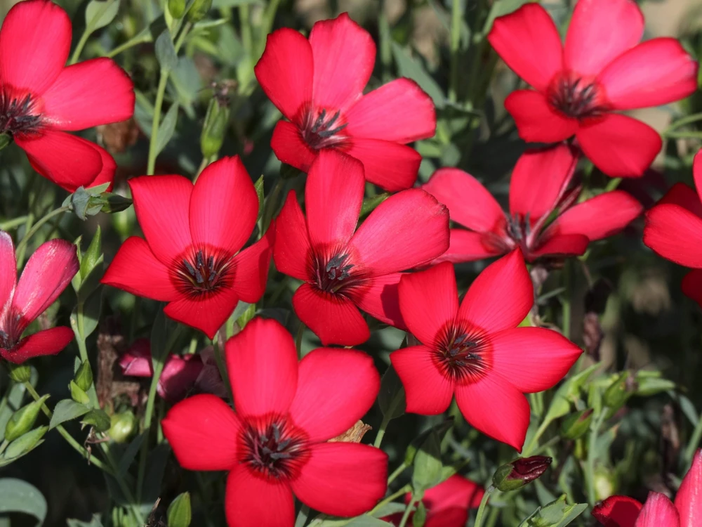 500 Scarlet Flax Flower Seeds - Red Linum Grandiflorum Rubrum - Image 6