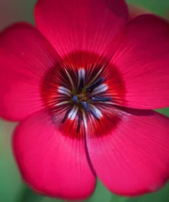 500 Scarlet Flax Flower Seeds - Red Linum Grandiflorum Rubrum - Image 7