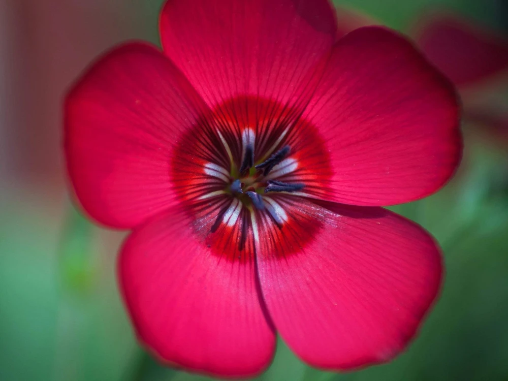 500 Scarlet Flax Flower Seeds - Red Linum Grandiflorum Rubrum - Image 7